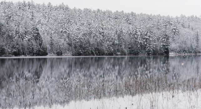 Winter forest reflections.  Mirage on a yet unfrozen lake. 
Still waters reflect winter forests.  Light snow under subdued overcast November sky.  Reflections of waterfront forest mirrored on the lake.