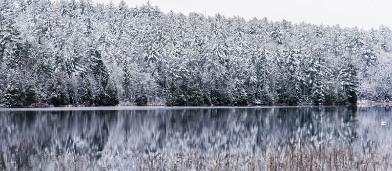 Winter forest reflections.  Mirage on a yet unfrozen lake. 
Still waters reflect winter forests.  Light snow under subdued overcast November sky.  Reflections of waterfront forest mirrored on the lake.