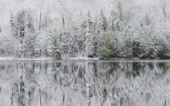 Winter forest reflections.  Mirage on a yet unfrozen lake. 
Still waters reflect winter forests.  Light snow under subdued overcast November sky.  Reflections of waterfront forest mirrored on the lake.