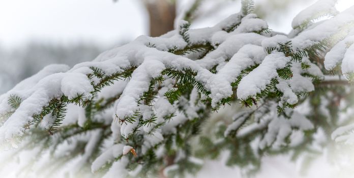 Winter arrives gingerly.  A light snow on evergreen pines in November, waterfront forest with bough in foreground.