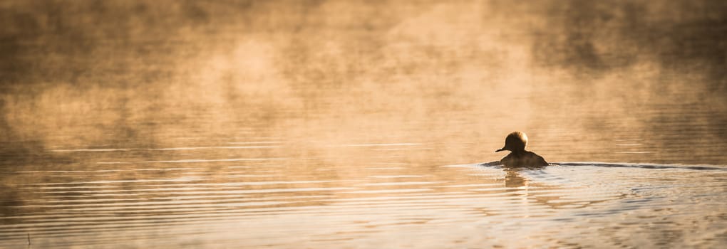 November morning finds a lone duck in the mist rising from warm lake water into chilled morning air.   Rising mist in background.