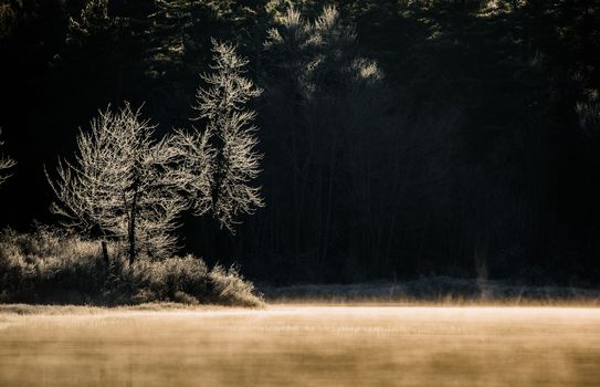 Trees and bushes at the lake's edge, glow and shine with coats of fresh frost bathed in sunlight.