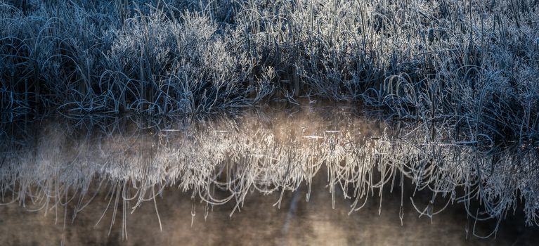 Morning dawn on ice and frost covered wetland foliage.  Encrusted marsh reeds and foliage emit a cool blue light in the early morning sun.