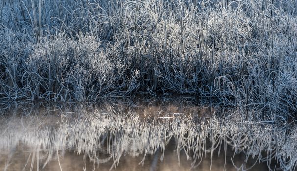 Morning dawn on ice and frost covered wetland foliage.  Encrusted marsh reeds and foliage emit a cool blue light in the early morning sun.