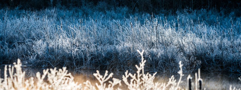 Morning dawn on ice and frost covered wetland foliage.  Encrusted marsh reeds and foliage emit a cool blue light in the early morning sun.