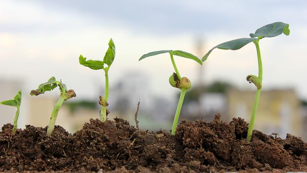 Plants growing from soil-Plant progress