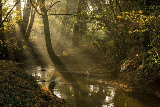 Dutch brook called “Boven-Slinge” in the autumn afternoon sun in the East of the Netherlands
