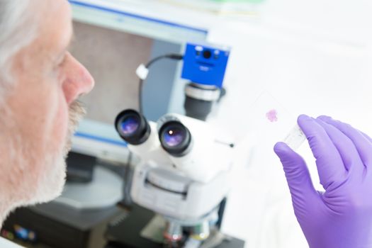 Senior head scientist  microscoping in the life science research laboratory. Fields od diagnostics, biochemistry, pharmacy, genetics, forensics, microbiology, pharmacogenetics.