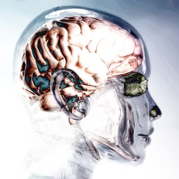 Digital Visualization of a Human Brain