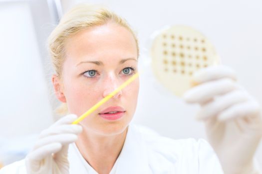 Female life science professional observing cell culture samples on LB agar medium in petri dish.  Scientist grafting bacteria in microbiological analytical laboratory .  Focus on scientist's eye.