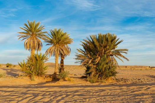 palm in the  desert oasis morocco sahara africa dune