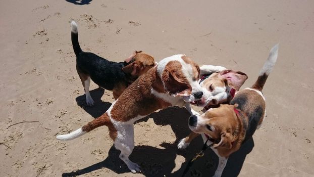 AUSTRALIA, Gold Coast: Beagles play during a party attended by more than 400 beagles and their owners at The Spit on Queensland's Gold Coast on December 6, 2015. Organisers said the gathering of beagles was the largest of its kind to date in Australia, and also topped an unofficial world record previously set by a group of 200 beagles in the US. 