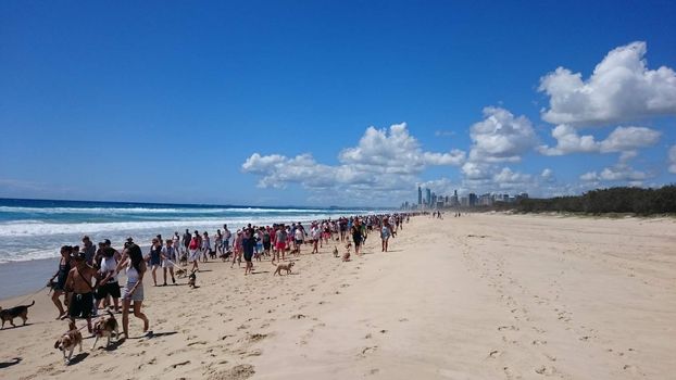 AUSTRALIA, Gold Coast: More than 400 beagles and their owners walk along the beach at The Spit on Queensland's Gold Coast on December 6, 2015. Organisers said the gathering of beagles was the largest of its kind to date in Australia, and also topped an unofficial world record previously set by a group of 200 beagles in the US. 