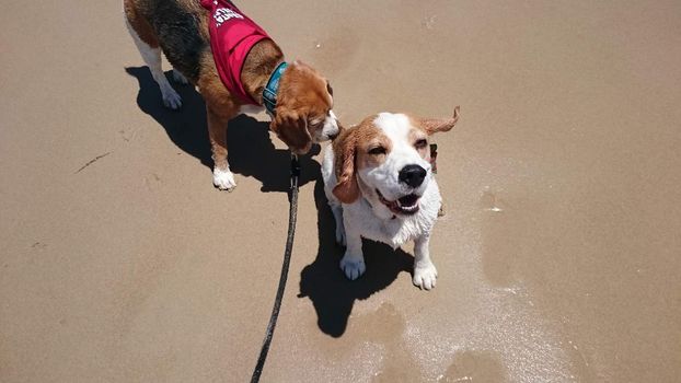 AUSTRALIA, Gold Coast: Beagles play during a party attended by more than 400 beagles and their owners at The Spit on Queensland's Gold Coast on December 6, 2015. Organisers said the gathering of beagles was the largest of its kind to date in Australia, and also topped an unofficial world record previously set by a group of 200 beagles in the US. 