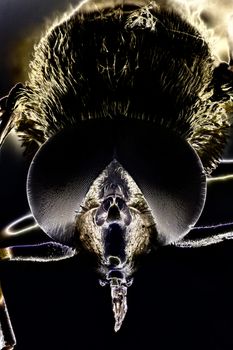 Micro Photo of a Hoverfly