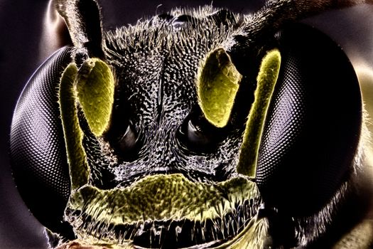 Micro Photo of a Wasp