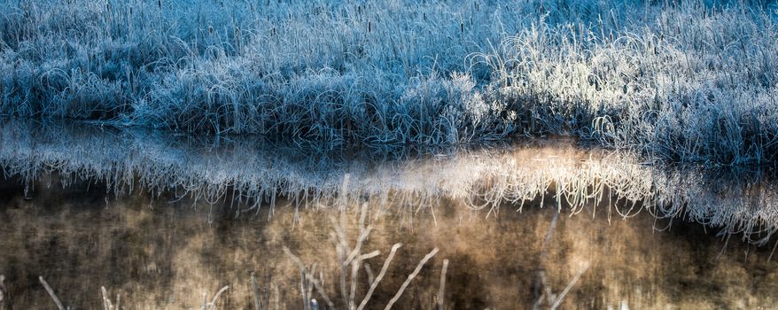 Morning dawn on ice and frost covered wetland foliage.  Encrusted marsh reeds and foliage emit a cool blue light in the early morning sun.