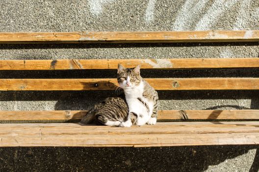 Scared cat on the bench