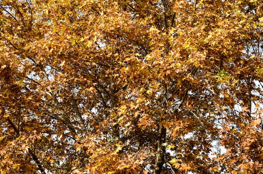 Autumn trees