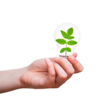 One lamp with plant inside in human hand on white background. Green energy concept
