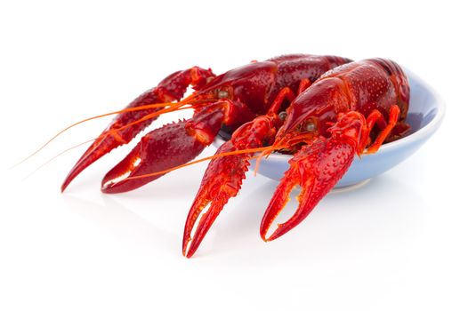 crawfish isolated on white background