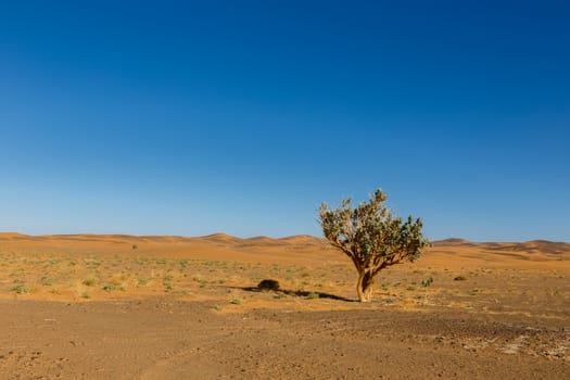 lonely tree on a background of mountains in the Sahara desert, Morocco