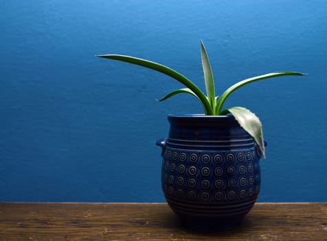 home decorative evergreen plant into blue vase