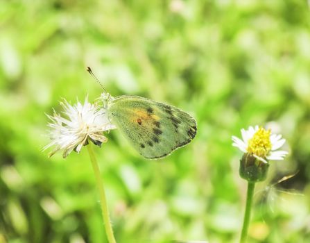 Green butterfly on a wild flower collecting nector in sunny day morning.