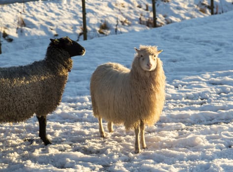 White and Grey Sheep in snow.