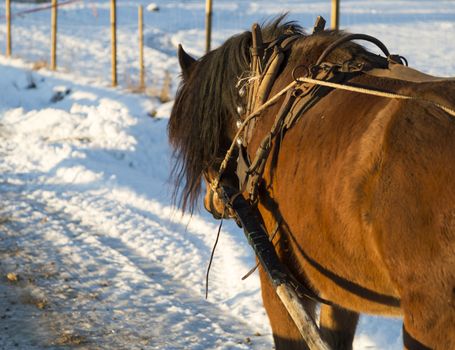 Brown Horse in Winter with bells.