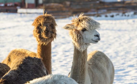 Pair of Alpacas in winter.