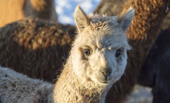 White Baby Alpaca