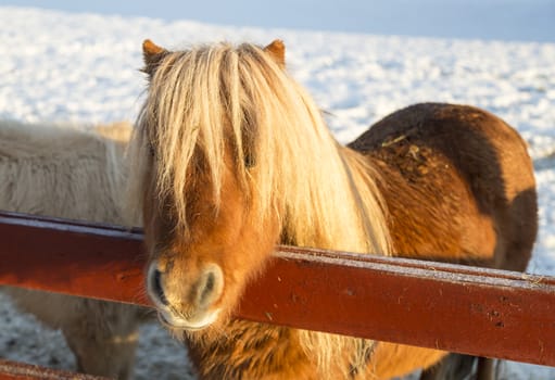 Brown Shetland Pony with snow in the background.
