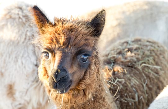 Brown Young Alpaca close up.