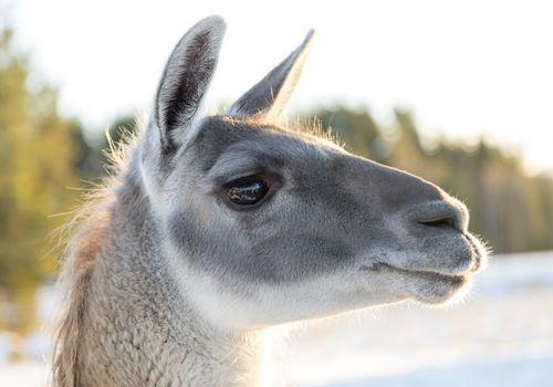 Llamas Head Close Up with a clear sky behind it.