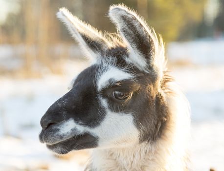 Black and White Llamas Head Close Up