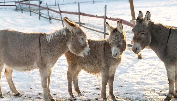 Three Donkeys in Winter with a fence in the background.