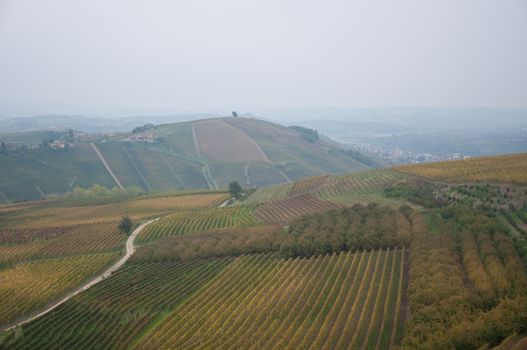 Wonderful vineyards in Barbaresco piemnto with fog, italy