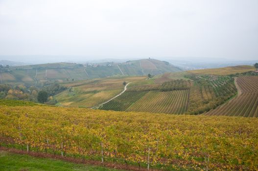 Wonderful vineyards in Barbaresco piemnto with fog, italy