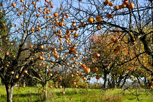 Plants of persimmon in a day of autumn ,italy