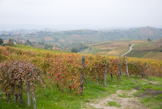 Wonderful vineyards in Barbaresco piemnto with fog, italy