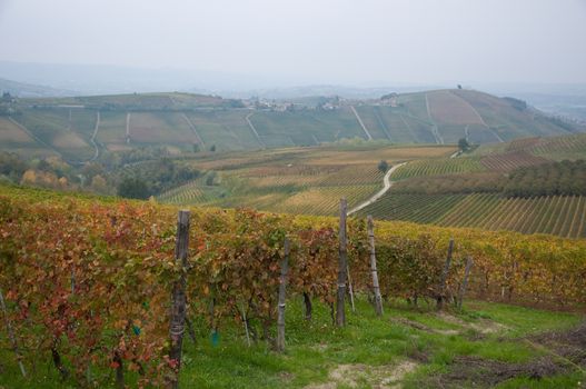 Wonderful vineyards in Barbaresco piemnto with fog, italy