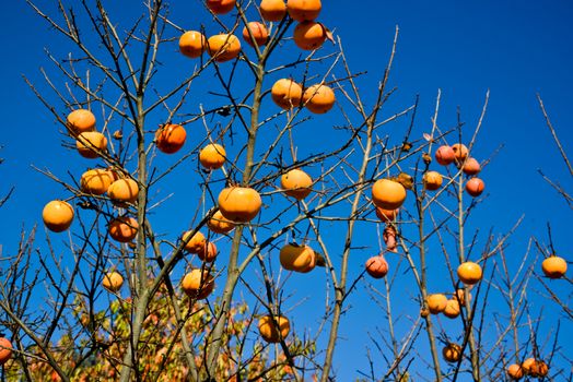 Plants of persimmon in a day of autumn ,italy