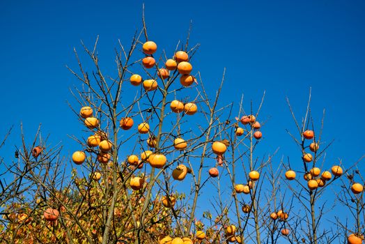 Plants of persimmon in a day of autumn ,italy