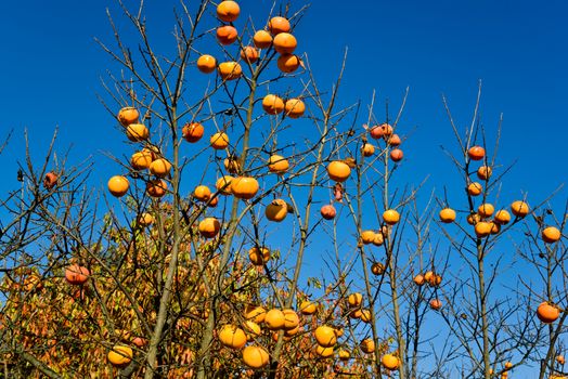 Plants of persimmon in a day of autumn ,italy