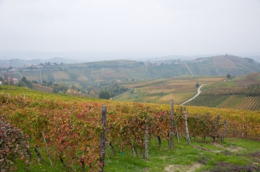 Wonderful vineyards in Barbaresco piemnto with fog, italy