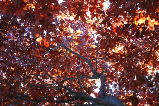 red tree with sunlight for background