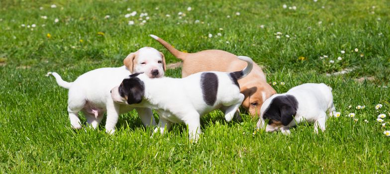 Mixed-breed adorable cute little puppies playing outdoors on a meadow on a sunny spring day.