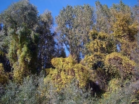 Danube islands came Mrs. Autumn.
  It is dressed with colored leaves costume.