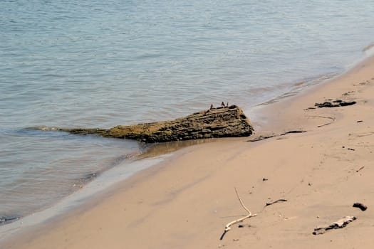 Dry tree brought by the currents on the beach.
The sandy beach is hot.